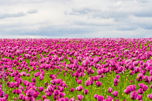 Mohnblüte Germerode