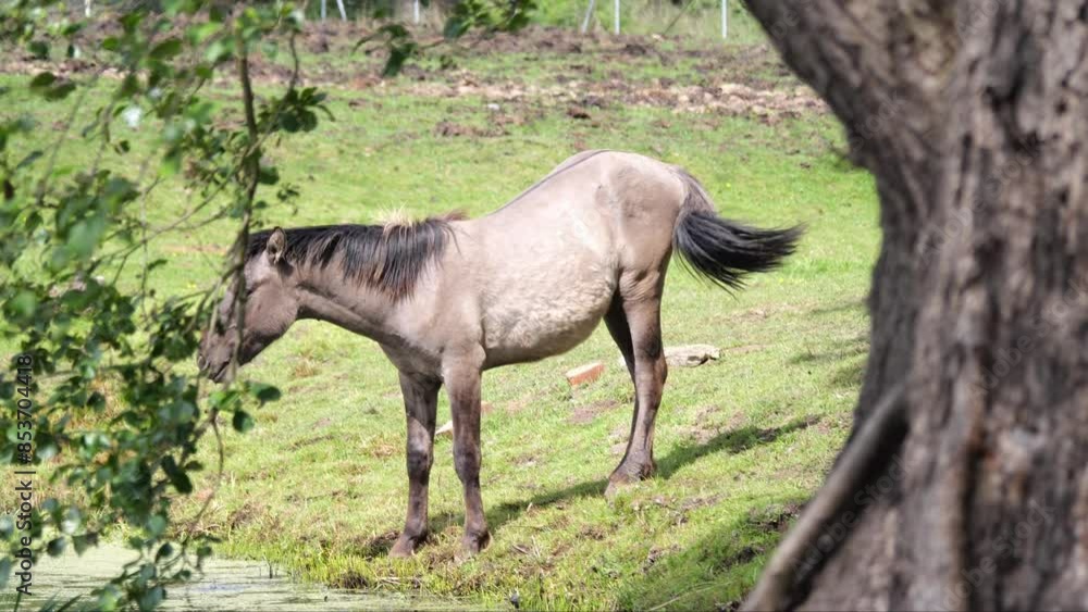 Horses in a pasture eating hay from a feeder. This herd is from an eco-friendly stud farm, standing in the shade of trees next to a stream, in sunny weather. Horses in a pasture eating hay from a feeder. This herd is from an eco-friendly stud farm, standing in the shade of trees next to a stream, in sunny weather.