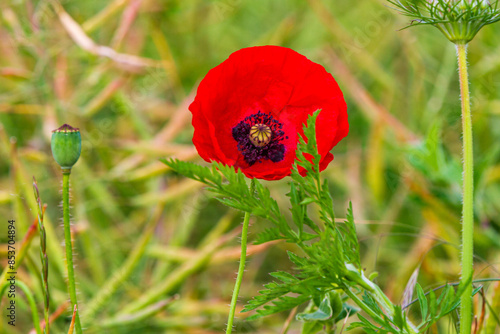 Mohnblüte Germerode