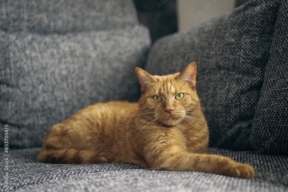 Cute ginger cat relaxing on sofa and loking at camera. Horizontal image with selective focus. Cute ginger cat relaxing on sofa and loking at camera. Horizontal image with selective focus.