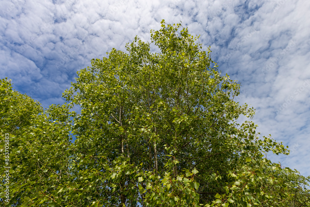 birch tree with green foliage in windy weather birch tree with green foliage in windy weather