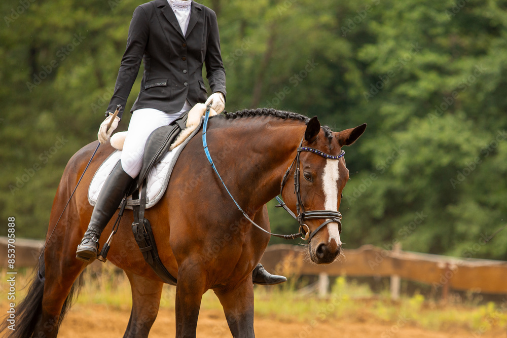 human-horse interaction, during equestrian competitions, horse riding, elegant riding outfit human-horse interaction, during equestrian competitions, horse riding, elegant riding outfit