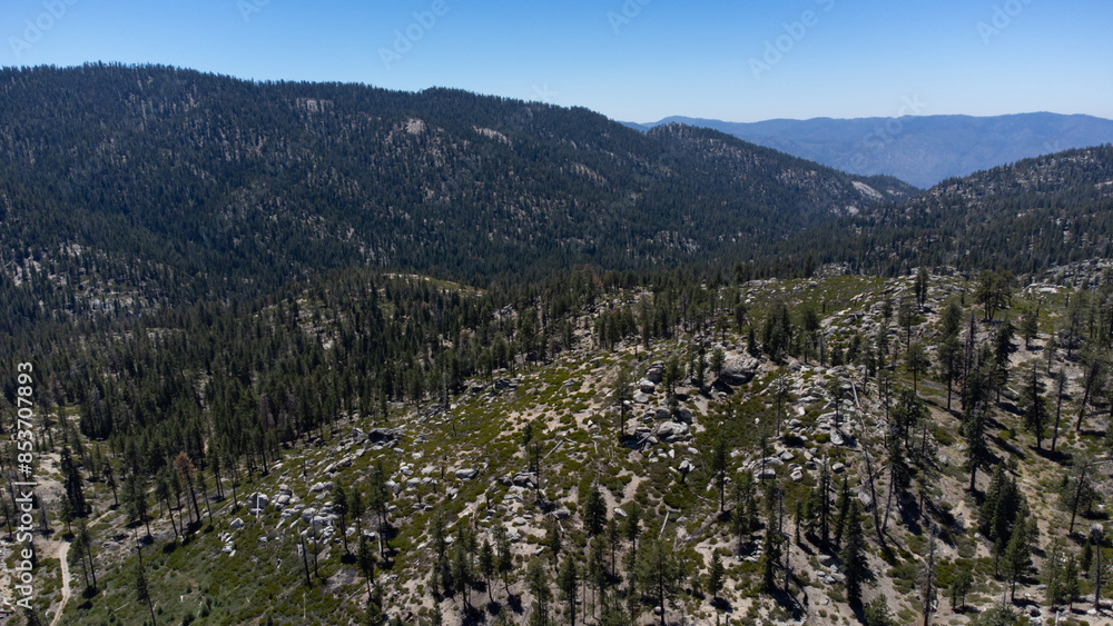 Fototapeta premium Aerial View of Pine Trees in Sequoia National Forest, California 
