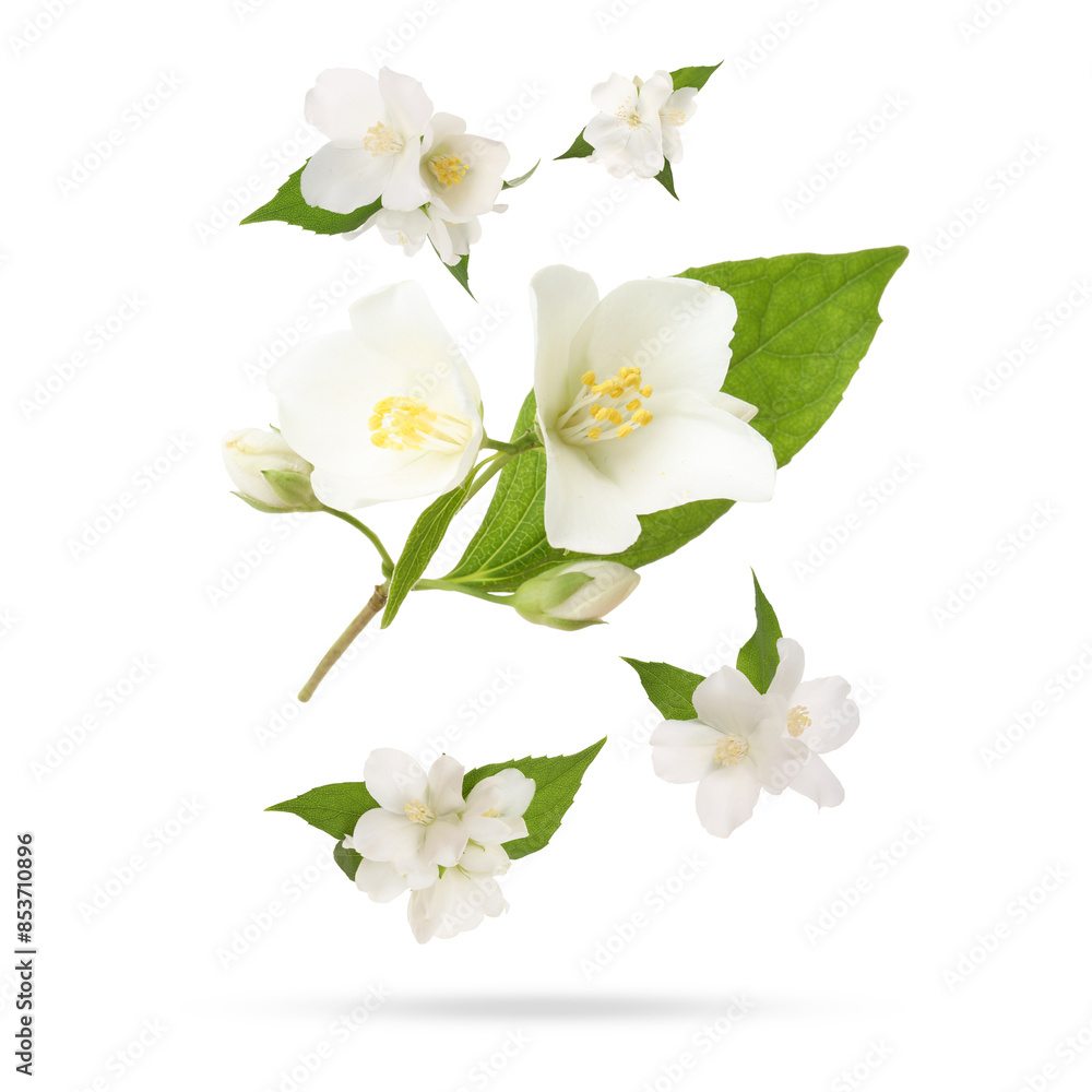 Obraz premium Beautiful jasmine flowers with leaves in air on white background