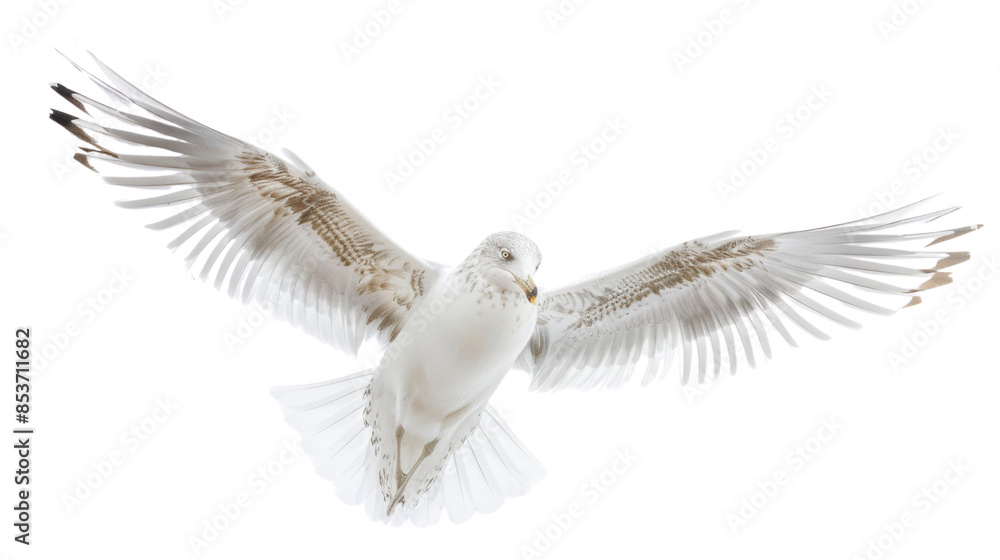 Obraz premium Seagull on white background