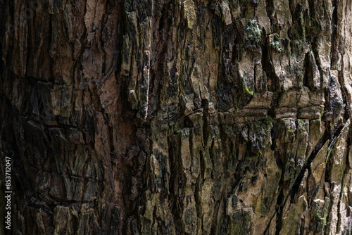 Tree bark texture showing rough and patterned surface in nature photo
