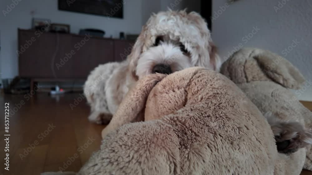 Slow Motion Shot Of Cute Dog Biting His Toy Happily Slow Motion Shot Of Cute Dog Biting His Toy Happily