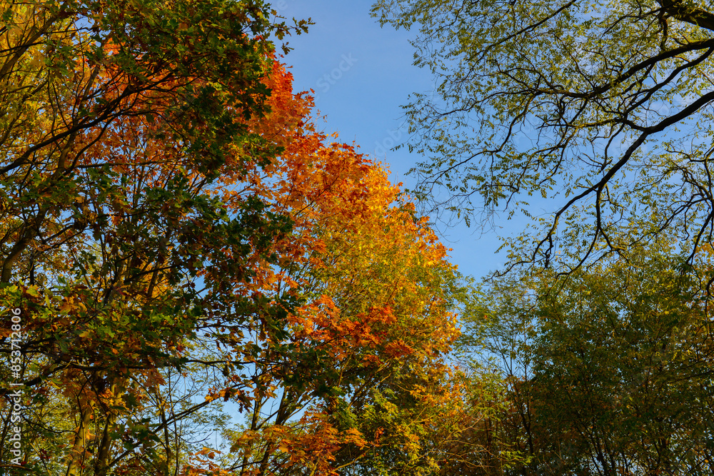Herbstlandschaft im Park – Wald bei Sonnenschein Herbstlandschaft im Park – Wald bei Sonnenschein