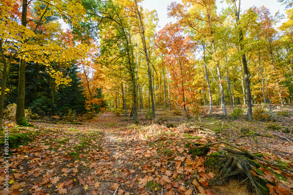 Herbstlandschaft im Park – Wald bei Sonnenschein Herbstlandschaft im Park – Wald bei Sonnenschein