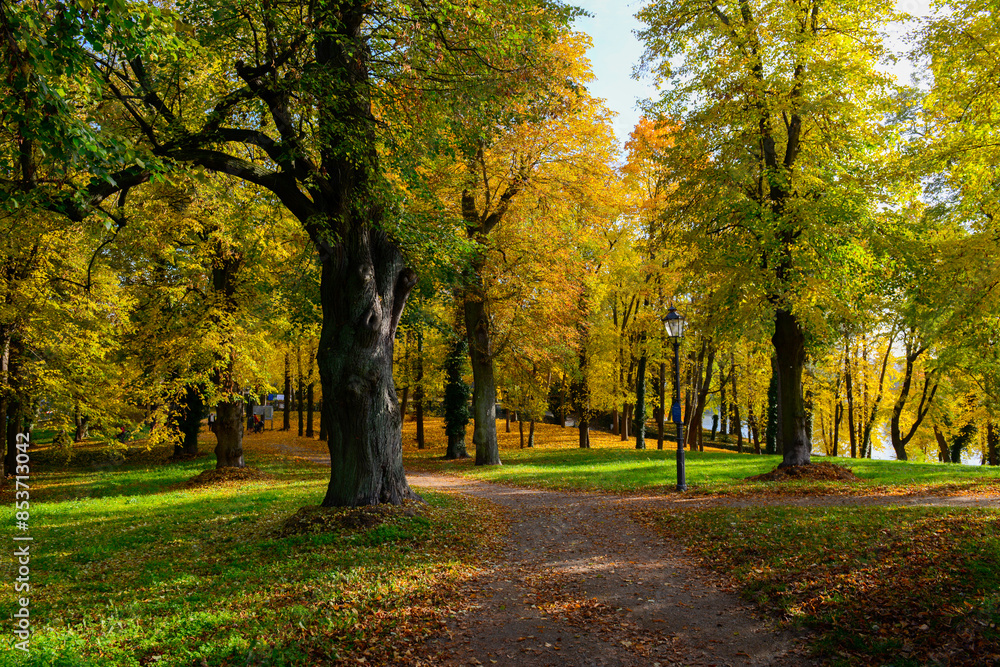 Fototapeta premium Herbstlandschaft im Park – Wald bei Sonnenschein