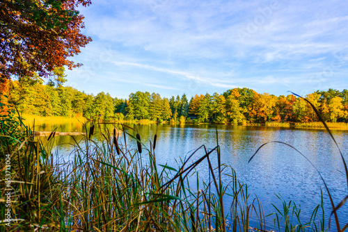 Herbstlandschaft im Park – Wald bei Sonnenschein photo