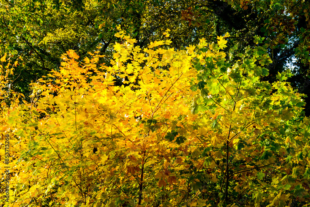 Fototapeta premium Herbstlandschaft im Park – Wald bei Sonnenschein