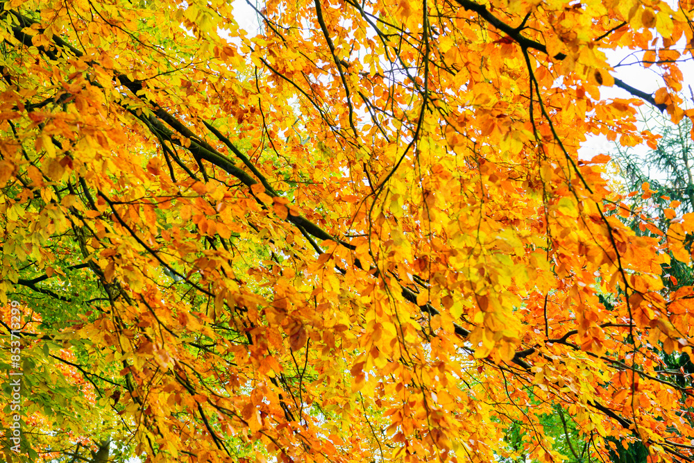 Herbstlandschaft im Park – Wald bei Sonnenschein Herbstlandschaft im Park – Wald bei Sonnenschein