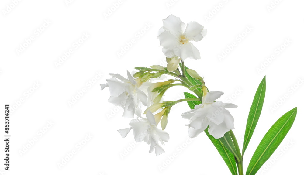 Obraz premium Nerium, oleander or rosebay with white flowers isolated on white background, clipping