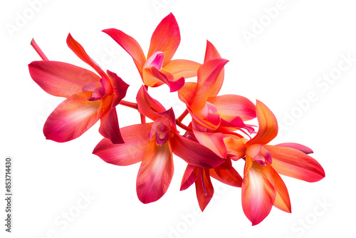 Dendrobium orchid flowers, pink and orange, isolated on transparent background