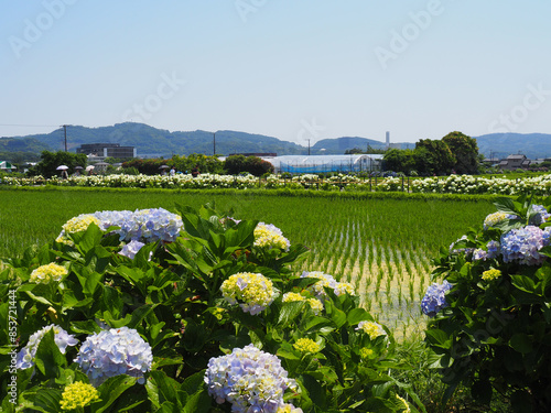 田んぼの畦道に咲く開成町の紫陽花