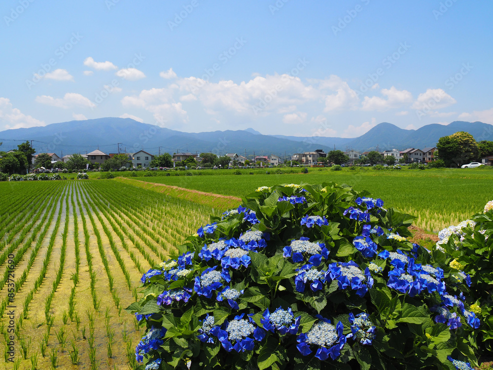 Obraz premium 田んぼの畦道に咲く開成町の紫陽花