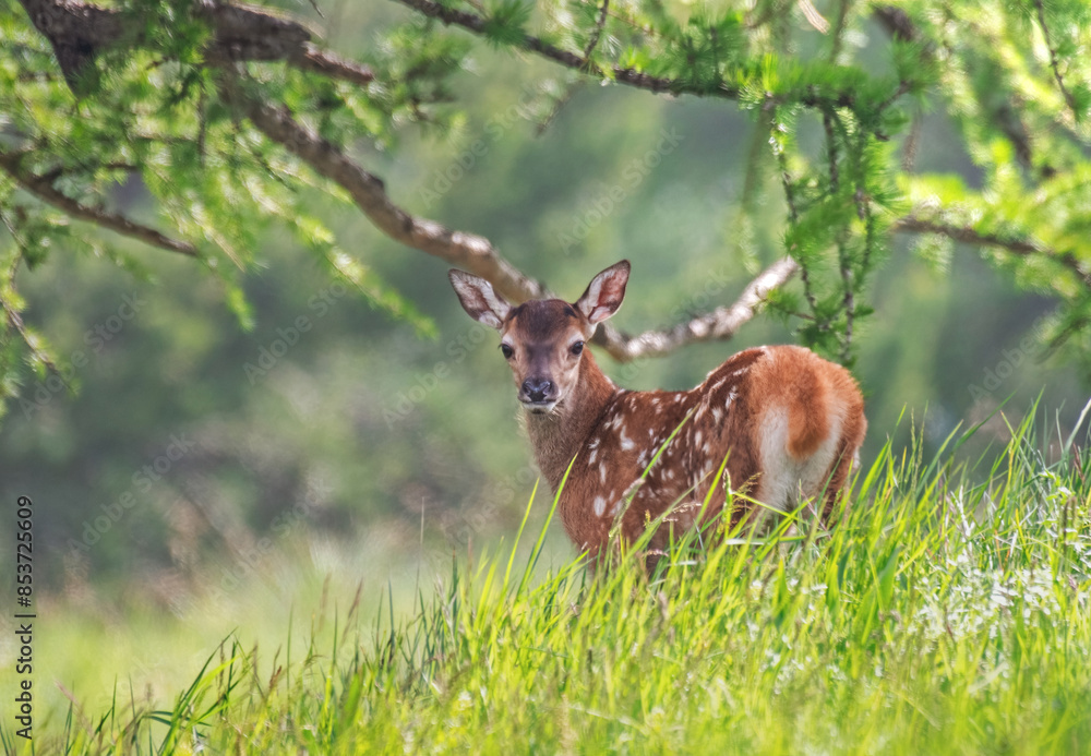 Wild fawn (Cervus elaphus) standing among the tall grass of an alpine grassland against forest background on a sunny sping day, Alps, Italy.