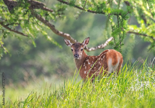 Obraz na płótnie Wild fawn (Cervus elaphus) standing among the tall grass of an alpine grassland against forest background on a sunny sping day, Alps, Italy. w salonie