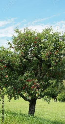 (Prunus cesarus) A Sour cherry tree densely branched and spreading, bearing clusters of small, bright red cherries on the edge of a green field under a blue sky photo