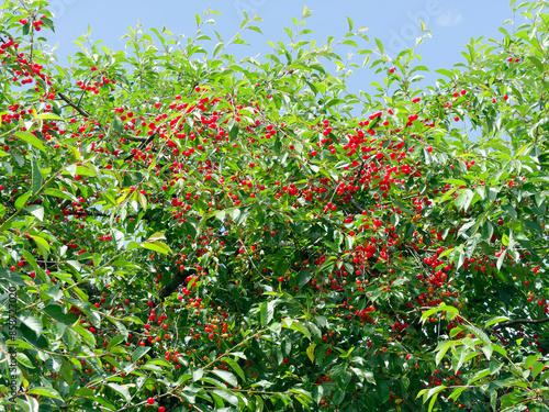 Photos (Prunus cerasus) Tart cherry tree