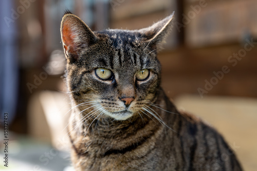 close up portrait of a farm cat - Allgäu, Germany