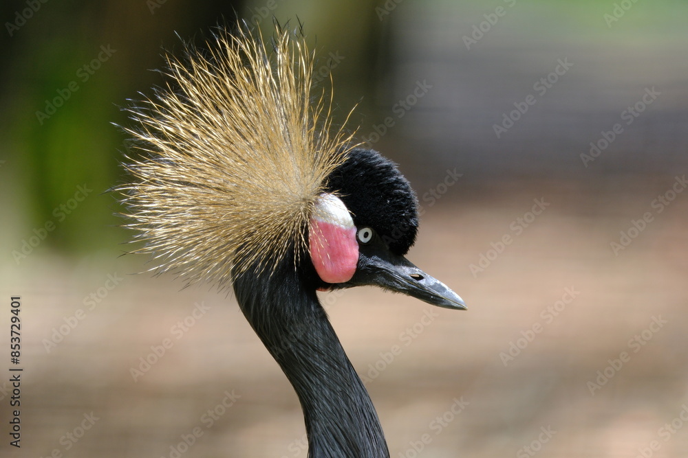 Fototapeta premium Portrait of a crowned crane (Balearica regulorum)