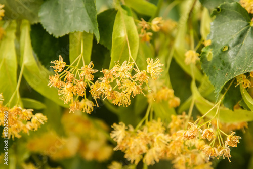 Linden blossom on a linden tree branch closeup as floral background