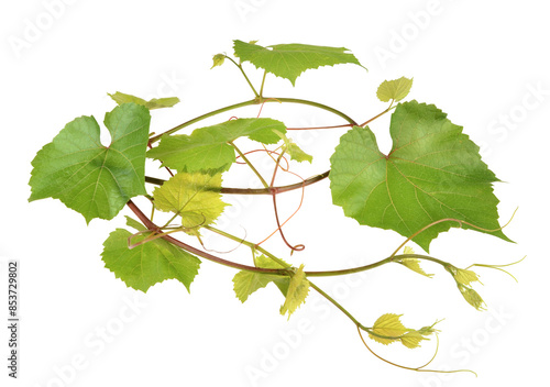 .auto_awesome.ÐŸÑ€ÐµÐ²Ð¾Ð´ Ð¾Ñ‚: Ð°Ð½Ð³Ð»Ð¸Ð¹ÑÐºÐ¸.420 / 5 000.Fresh vine branch on isolated white background
