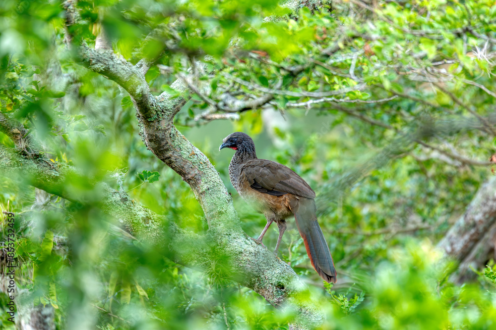 Colombian chachalaca (Ortalis columbiana), species of bird in the family Cracidae. Endemic to inter-Andean valleys in Colombia. Barichara, Santander department. Wildlife and birdwatching. Colombian chachalaca (Ortalis columbiana), species of bird in the family Cracidae. Endemic to inter-Andean valleys in Colombia. Barichara, Santander department. Wildlife and birdwatching.