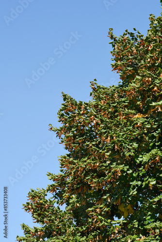 Broad-leaved lime tree © nahhan