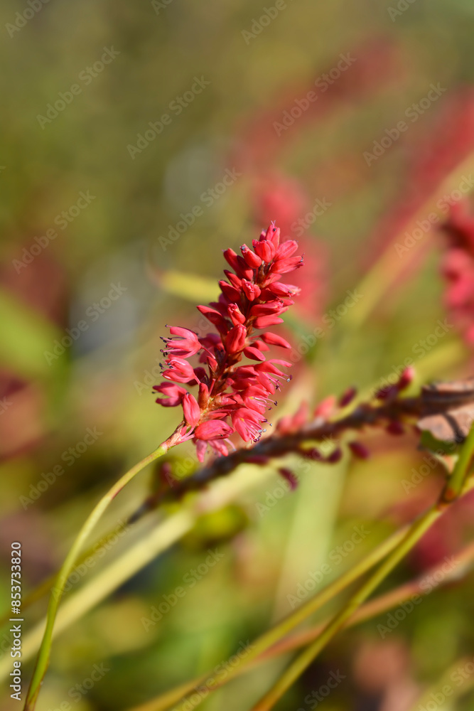 Mountain Fleece Orange Field flower Mountain Fleece Orange Field flower