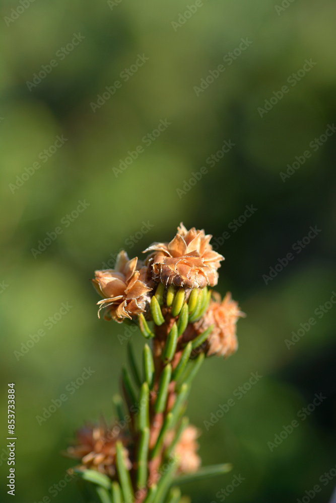 Acrocona Norway spruce branch with buds Acrocona Norway spruce branch with buds