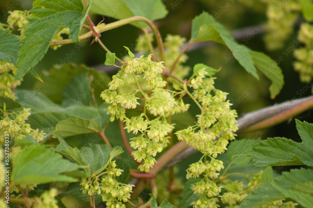 Closeup of common hop flowers with selective focus on foreground Closeup of common hop flowers with selective focus on foreground