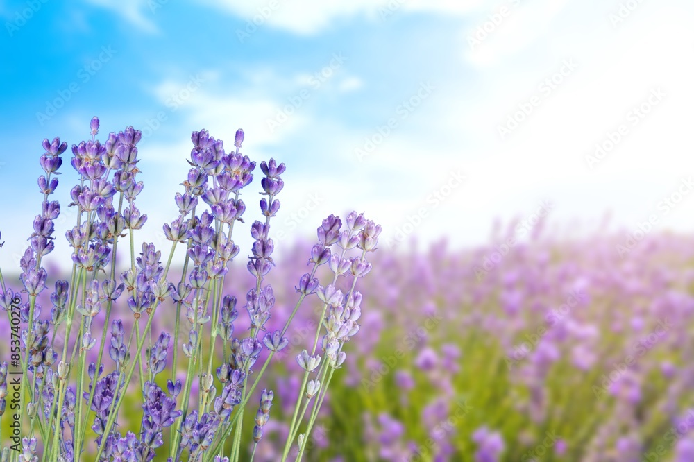 Naklejka premium A composition of fresh lavender flowers bouquet