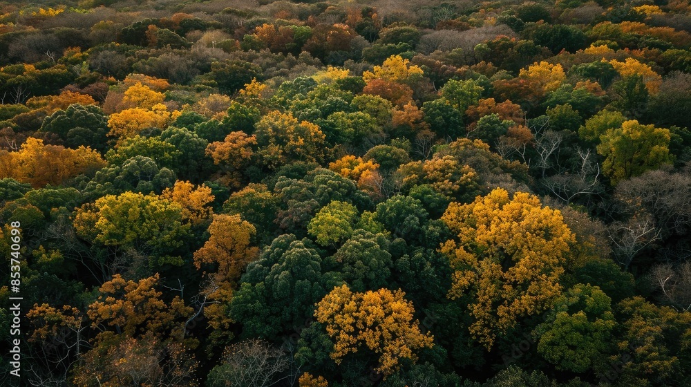 Aerial view of a forest in autumn with vibrant yellow, orange, and green foliage displaying the beauty of seasonal transition. Aerial view of a forest in autumn with vibrant yellow, orange, and green foliage displaying the beauty of seasonal transition.