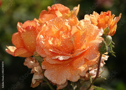 Canvas Print Peach rose - plant flower macro