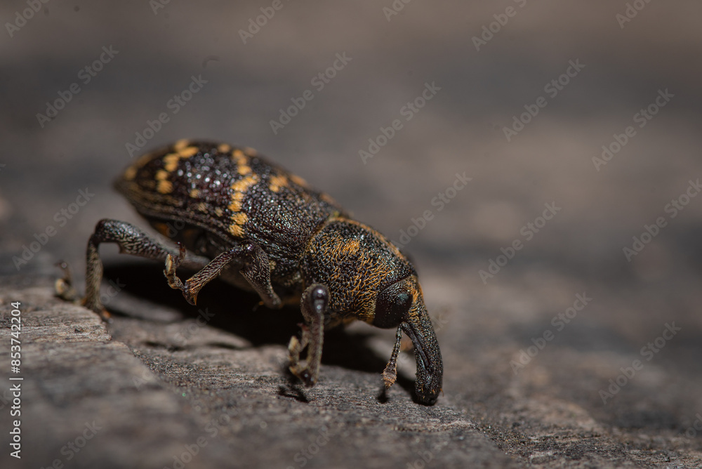 small insects on the ground