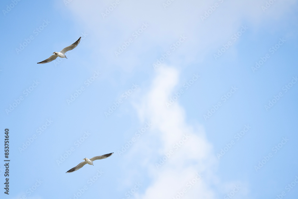 Fototapeta premium Two seagulls soaring in the blue sky.