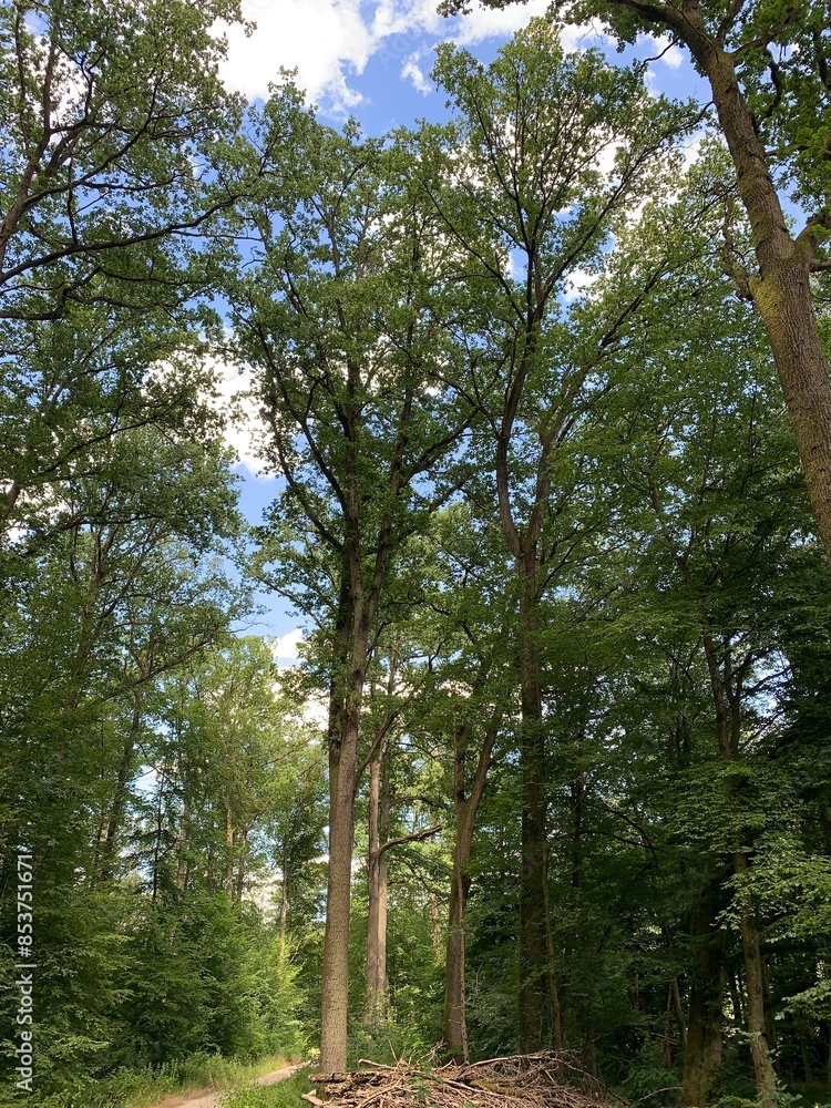 Obraz premium Green forests, trees and leaves