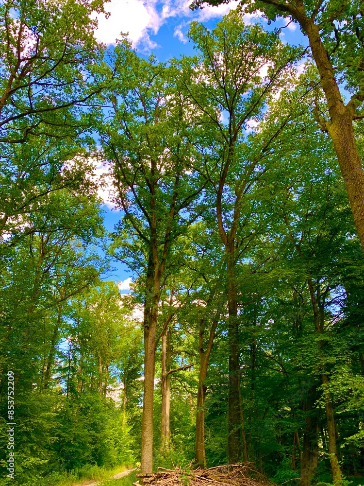 Obraz premium Green forests, trees and leaves