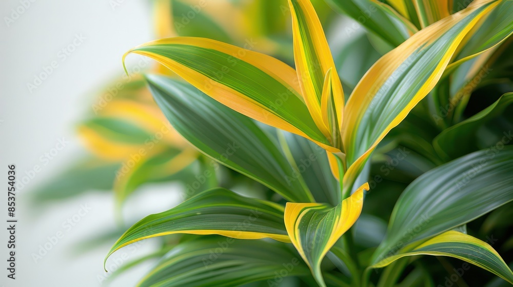 Obraz premium A detailed shot of a dracaena leaf with its striped pattern against a white background.
