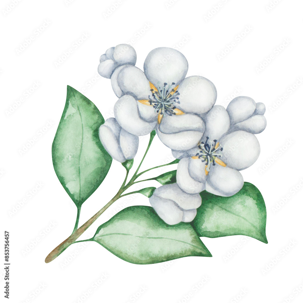 Naklejka premium Watercolor floral illustration. Hand painted flower with blue, white petals, green leaves, on branch. Fruit tree blossoming flowers, buds. Blooming apple, cherry, pear. Isolated nature clip art
