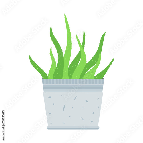 Aloe vera plant in flower pot. Medicinal plant as a skin care product. Growing aloe vera in flowerpot isolated on white background. Graphic design element for decoration. Flat vector illustration
