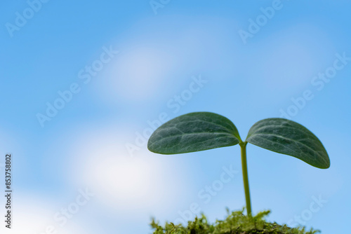澄みわる青空の下に芽生えた植物の新芽 photo
