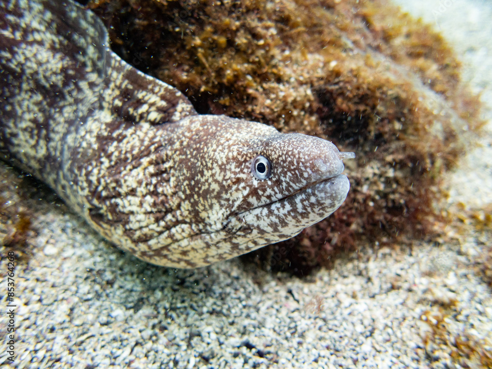 ウツボ ウツボ