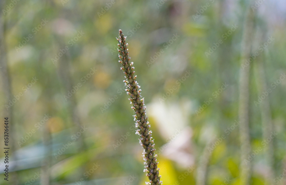 Naklejka premium Plant spike