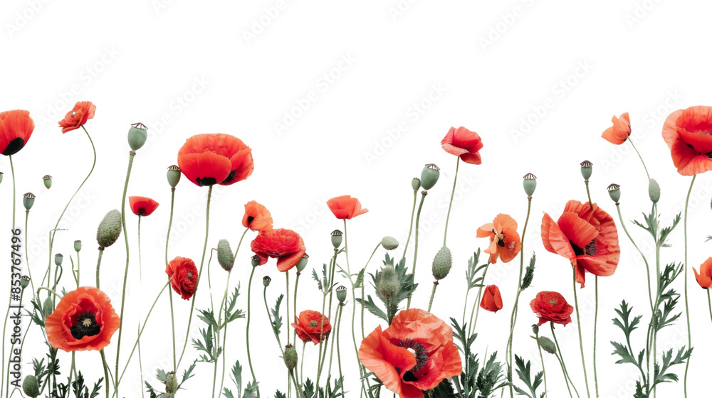 Fototapeta premium Poppy red flower on white background