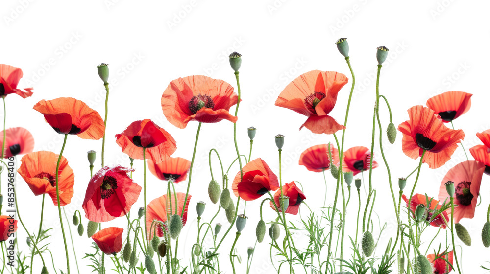 Fototapeta premium Poppy red flower on white background