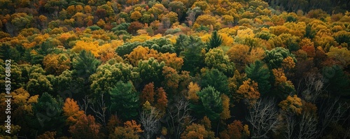 Wallpaper Mural Serene autumn forest aerial view with colorful foliage in shades of green, orange, and yellow capturing the beauty of the fall season. Torontodigital.ca